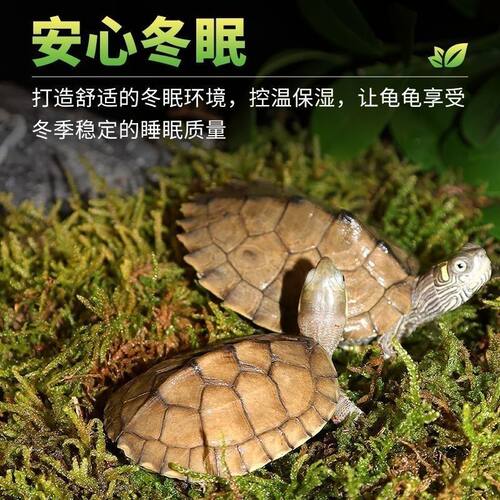 乌龟冬眠苔藓爬宠垫材蜘