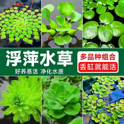 牡丹浮萍水草鱼缸造景水