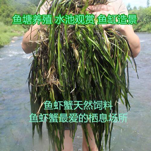 耐寒矮生苦草耐高温四季
