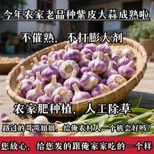 今年新紫皮大蒜新鲜大蒜头干蒜泡蒜腊八蒜红皮鲜蒜农家自种小红蒜