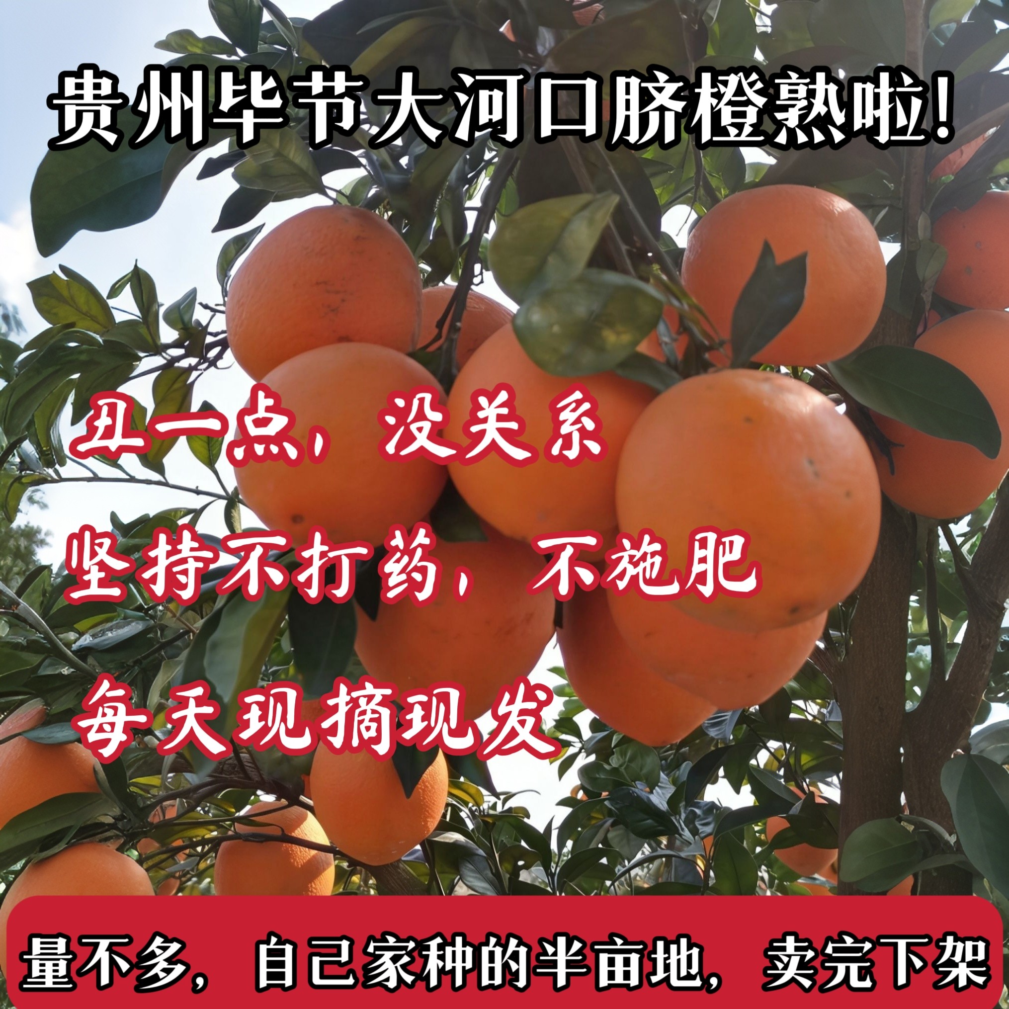 贵州农家自种新鲜水果橙子现摘现发