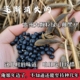 绿芯黑豆 俺爹娘种植 贵州农家自种老品种绿芯黑豆绿心雌黑豆