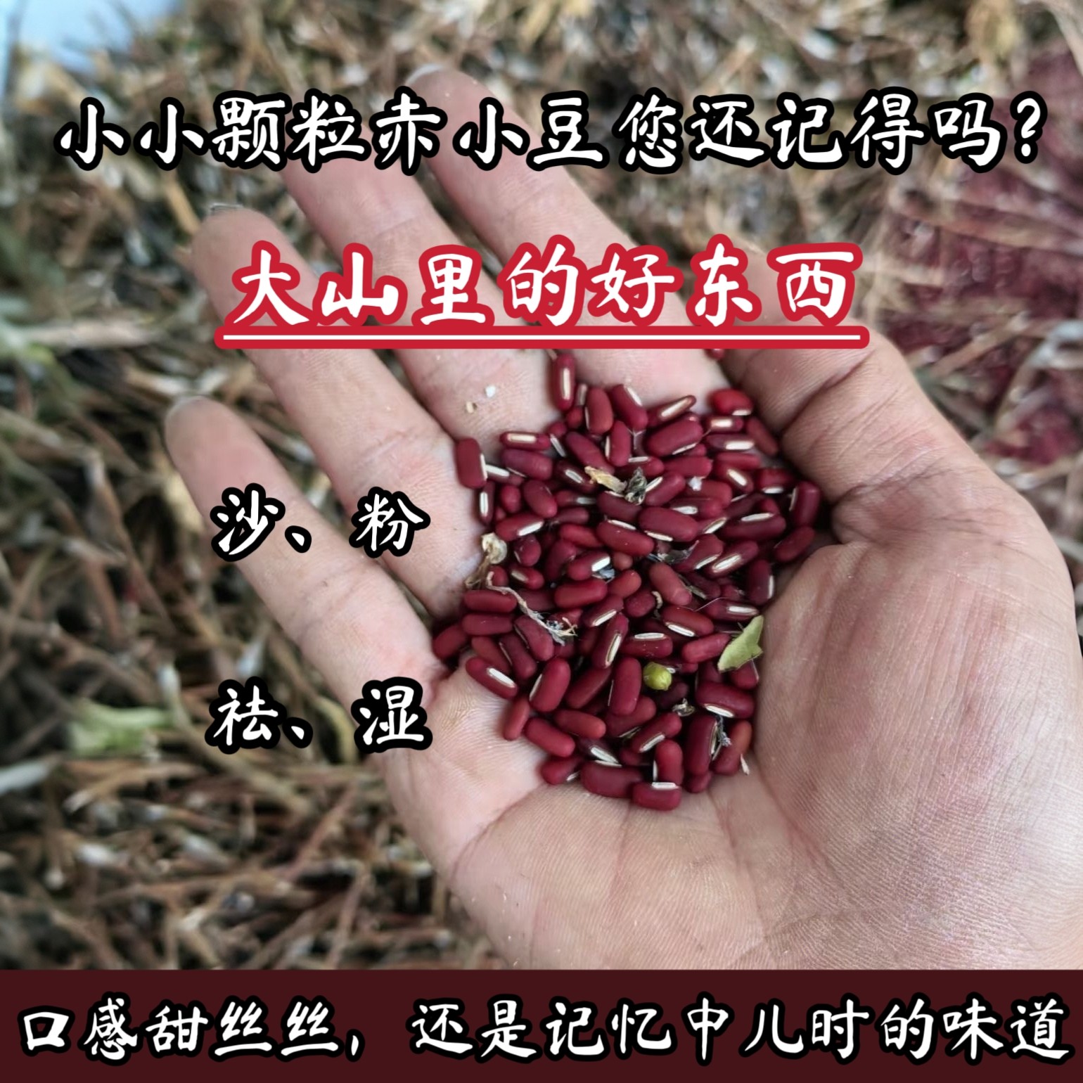 大山里的老品种赤小豆）农家自种小颗粒小赤豆非红豆祛湿熬粥新货