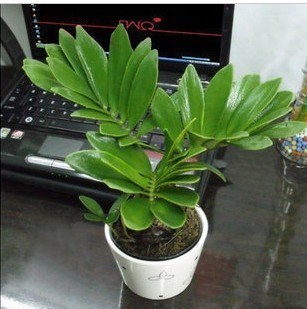 desktop Mini Potted plant Brazil cycads Mexico Cycads Brazilian iron Potted plant Cycads Green plant Potted plantin the Flower delivery/Flowers simulation/Plants gardening , Flowers/Potted plants (New) , Plants  category - from Buy2taobao.com to provide professional Taobao agent buy service
