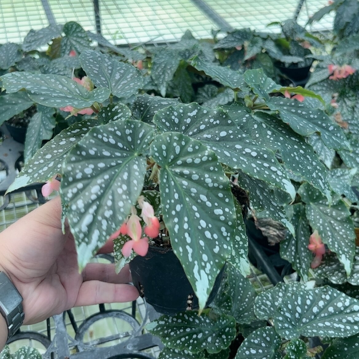 暴雪竹节网红秋海棠盆栽花卉植物室内花客厅热带植物花绿植带盆发