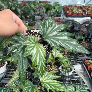银枫乌头杂竹节网红秋海棠盆栽植物室内客厅热带植物花绿植带盆发