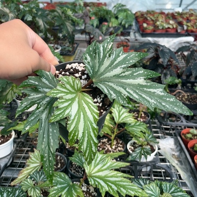 银枫乌头杂竹节网红秋海棠盆栽植物室内客厅热带植物花绿植带盆发