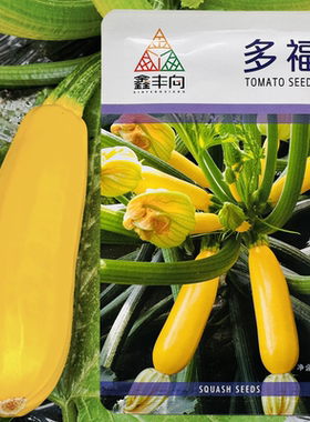 多福黄色西葫芦种子杂交一代黄色西葫芦种子抗病油亮黄角瓜种子