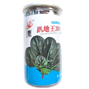 趴地王301菠菜种子趴地圆叶菠菜种子叶片肥厚黑绿发亮菠菜种子