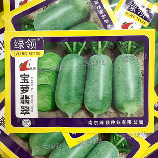 绿领萝卜种子宝萝翡翠萝卜种子脆甜青萝卜绿皮绿肉水果萝卜种子
