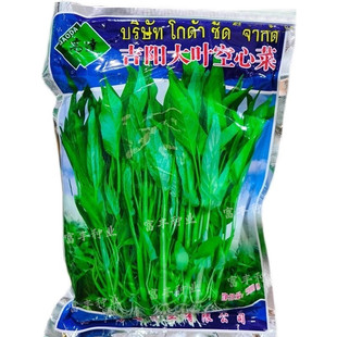 吉阳大叶空心菜种子绿叶粗梗空心菜种子耐热耐湿春夏秋季空心菜种