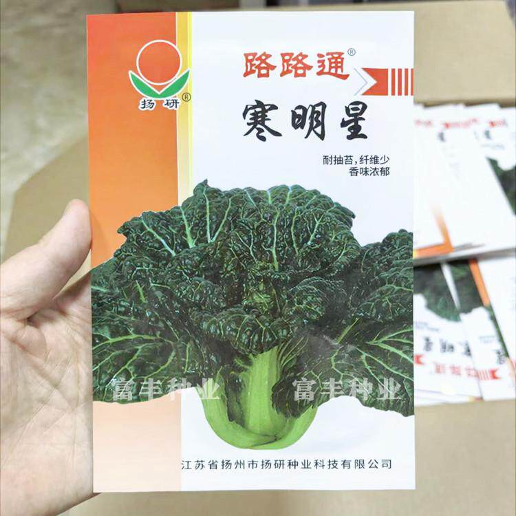 寒明星寒菜种子泡泡菜 寒菜黑菜籽秋季耐寒越冬皱叶黑油白菜种子