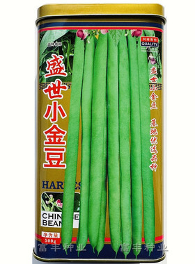 小金豆种子中早熟四季豆抗寒耐热小金豆高产芸豆架豆农用豆角种子