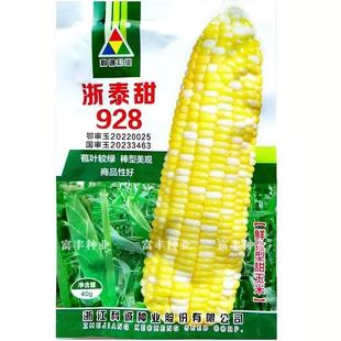 浙泰甜928水果玉米种子超甜双色水果玉米种籽黄白粒甜玉米种子