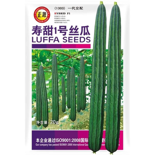 正源寿甜1号棱丝瓜种子杂交早熟角瓜种籽八角丝瓜特长丝瓜种子