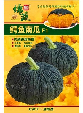 鳄鱼南瓜种子板栗味癞子皮南瓜种籽香甜粉糯南瓜春季蔬菜种孑