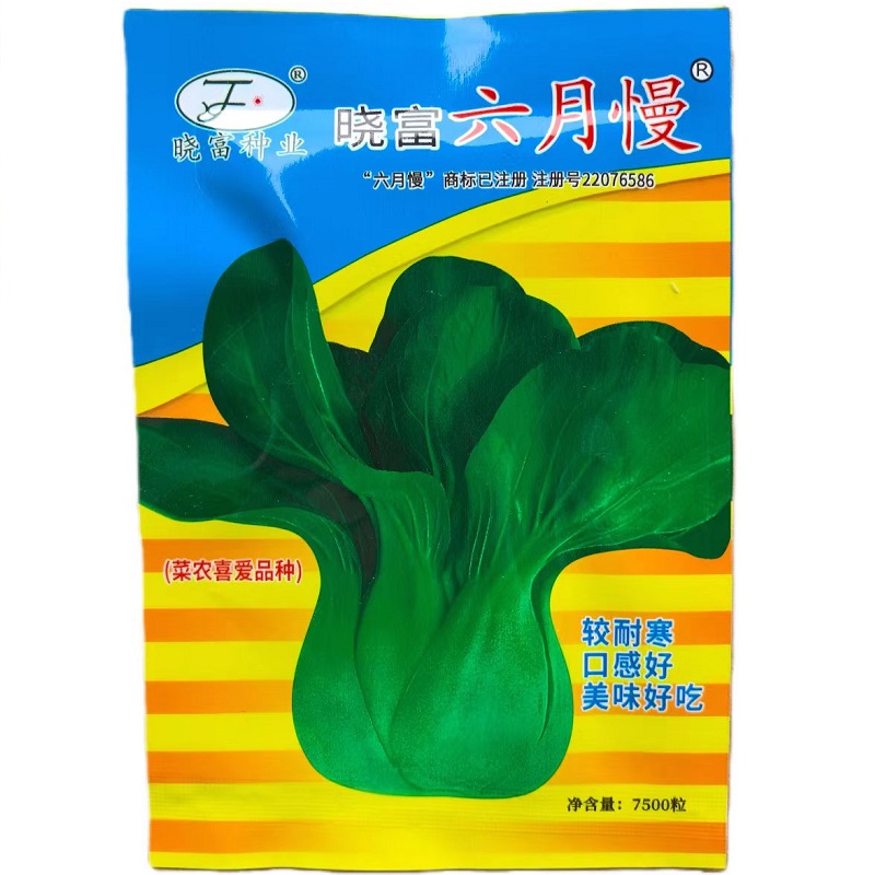 六月慢青菜种子直立束腰青菜种子耐寒耐抽苔青菜秋季种蔬菜种子
