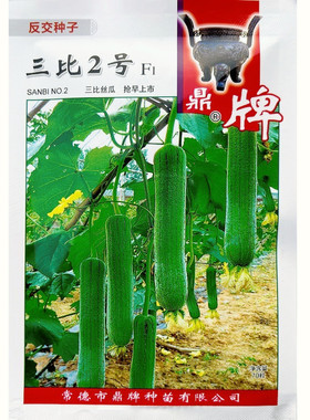 鼎牌三比2号6号丝瓜种子特早熟中长棒型翠绿皮丝瓜种子大棚露地
