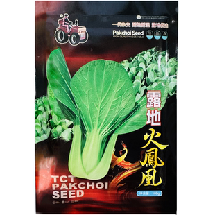 露地火凤凰青梗菜种子耐热耐湿叶柄油绿油菜种子露地越夏青菜种子