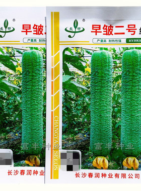早皱二号丝瓜种子中长棒肉丝瓜种子深绿皮皱皮丝瓜种子蜡粉浓