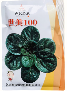 世美100趴地菠菜种子圆叶厚实黑亮菠菜种子秋冬春季趴地菠菜种子