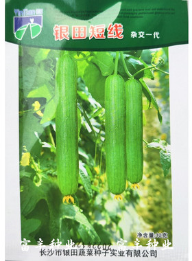 银田短线丝瓜种子杂交一代早熟油皮肉丝瓜种子油绿顺直春蔬菜种孑