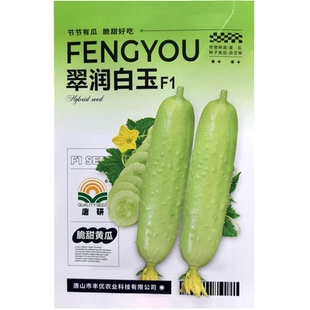 翠润白玉黄瓜种子黄白色短棒黄瓜种子清香脆甜强雌水果黄瓜种子