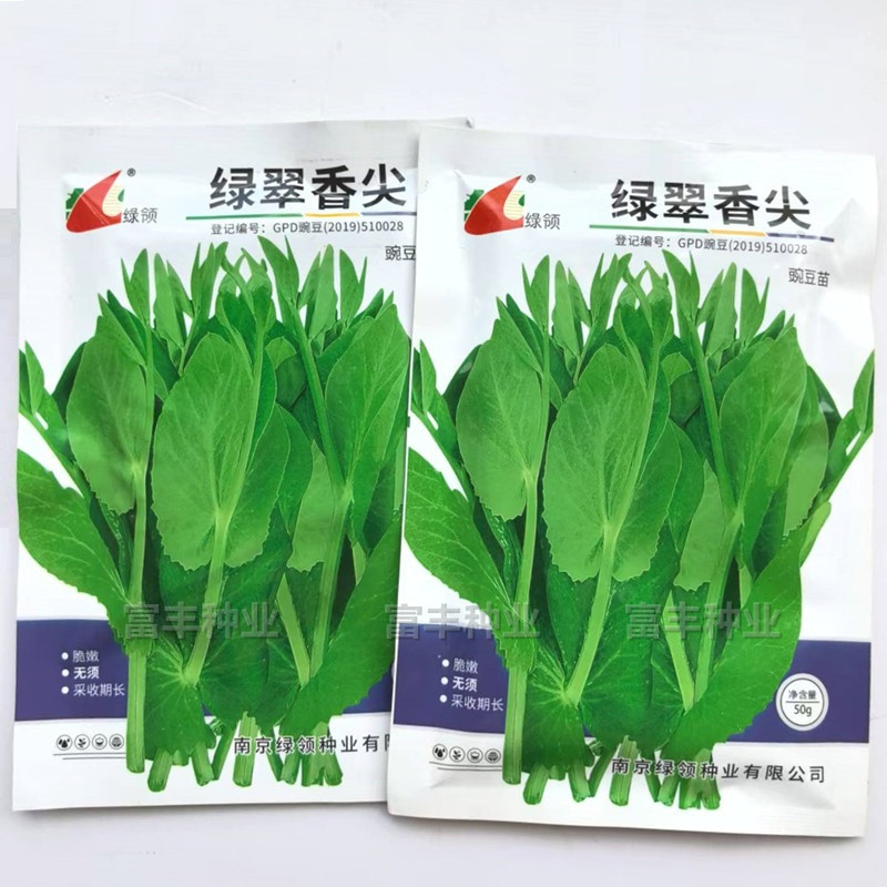 绿翠香尖豌豆苗种子苗芽菜型豌豆苗尖种子脆嫩清香无须豌豆苗种子