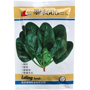 绿领墨绿306墨绿606菠菜种子秋季 种菠菜种子