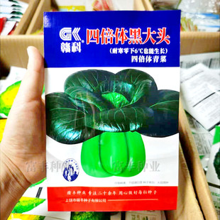四倍体黑大头青菜种子直立束腰墨绿叶青菜种子耐寒秋冬季青菜种子