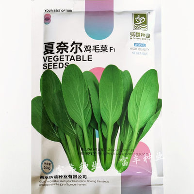 夏奈尔鸡毛莱种子杂交耐热小青菜青梗菜上海青种籽四季蔬菜种孑