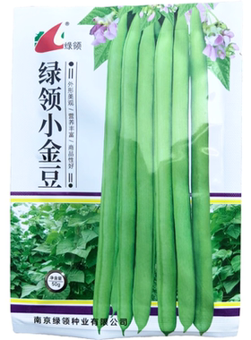 绿领小金豆种子中熟红花浅绿色小金豆种子肉厚纤维少四季豆种子