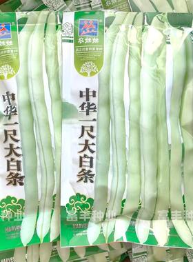 中华一尺大白条架豆种子白花长荚白芸豆种子春秋季白绿色菜豆种子