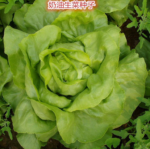生菜种子奶油沙拉紫叶生菜结球生菜种子四季播种农家蔬菜种子秋季