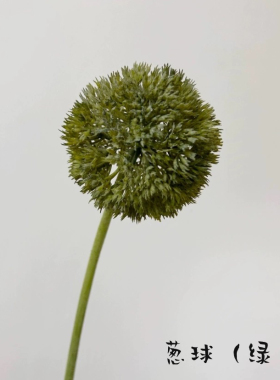 葱球花室内摆放简约花系软装插花婚礼道具装饰花材