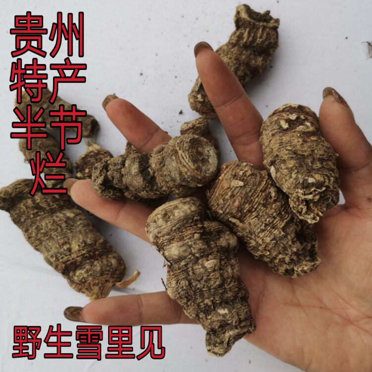 贵州省纳雍县高原地产干雪里见半截烂大半夏独角莲2下单包邮