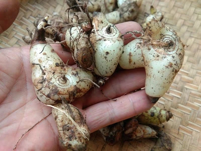 贵州中国大陆中药材白芨 新鲜草药白及小白鸡下单包邮