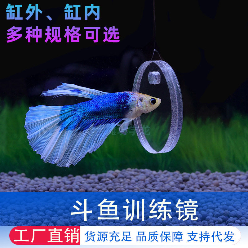 镜子斗鱼外逗养鱼必备工具非训练