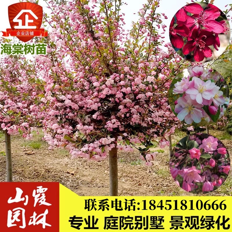 西府海棠北美苗垂丝绚丽八棱庭院