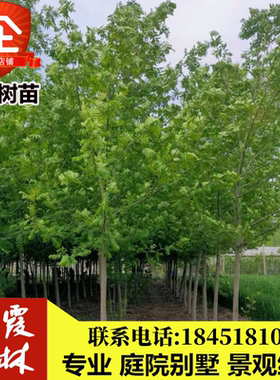 工程绿化苗枫杨树苗柳树景观树