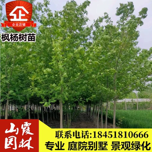 工程绿化苗木枫杨树苗 燕柳树苗 枫杨苗小燕柳苗景观树