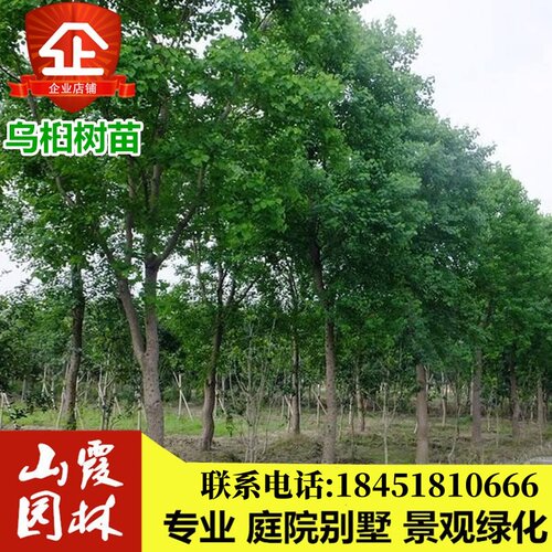 红叶别墅工程景观绿化菩提乌桕