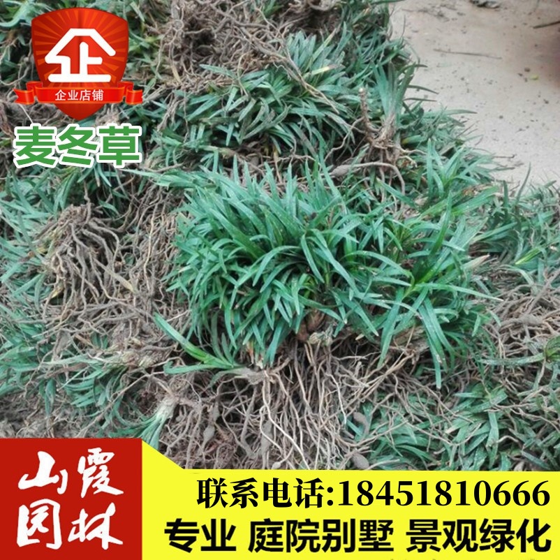 庭院别墅绿化植物日本金边玉龙草