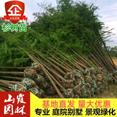 水杉树苗中山庭院绿化景观