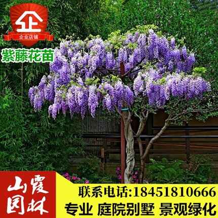 紫藤苗紫藤花苗紫藤树苗盆栽多花紫藤萝凌霄花苗庭院爬藤攀援植物