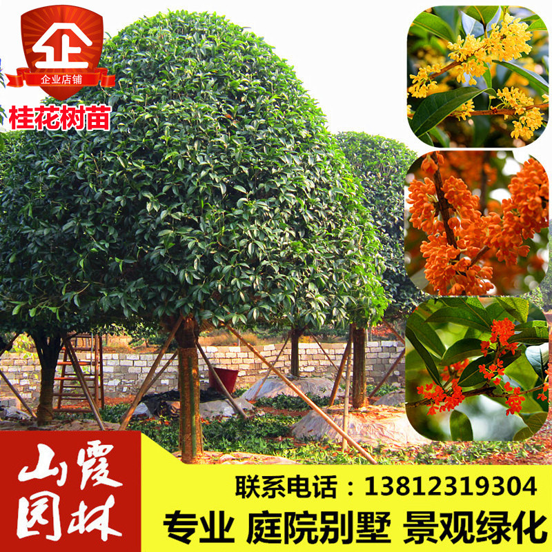 流苏嫁接桂花苗桂花树苗庭院绿植盆栽花卉原生金桂丹桂四季桂树苗