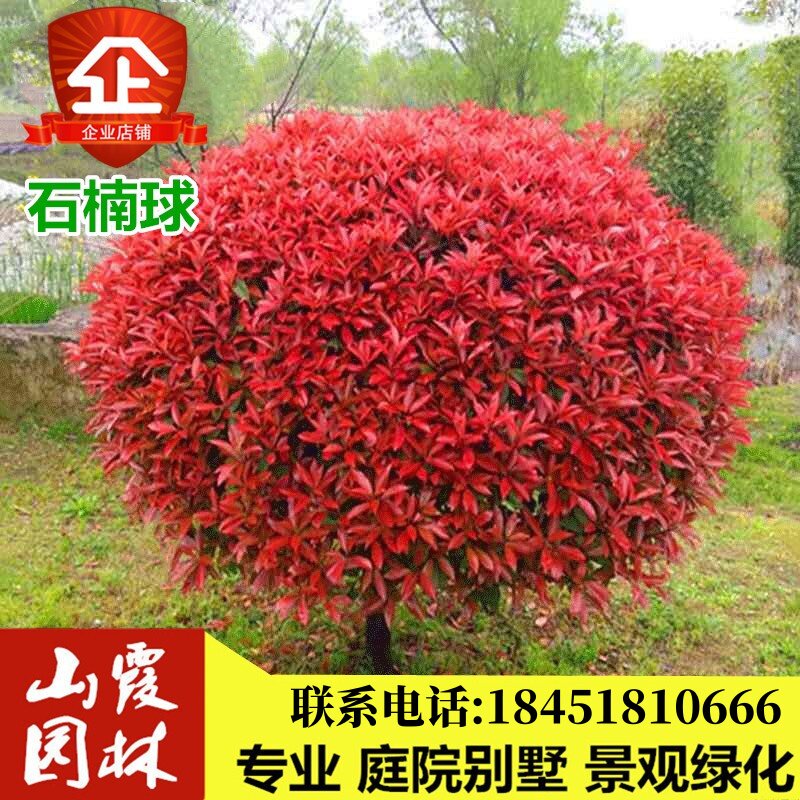 红叶石楠树苗火焰红庭院别墅