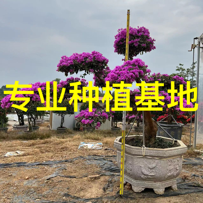 造型紫花三角梅批发 浅紫三角梅桩头红色三角梅基地 中国红三角梅
