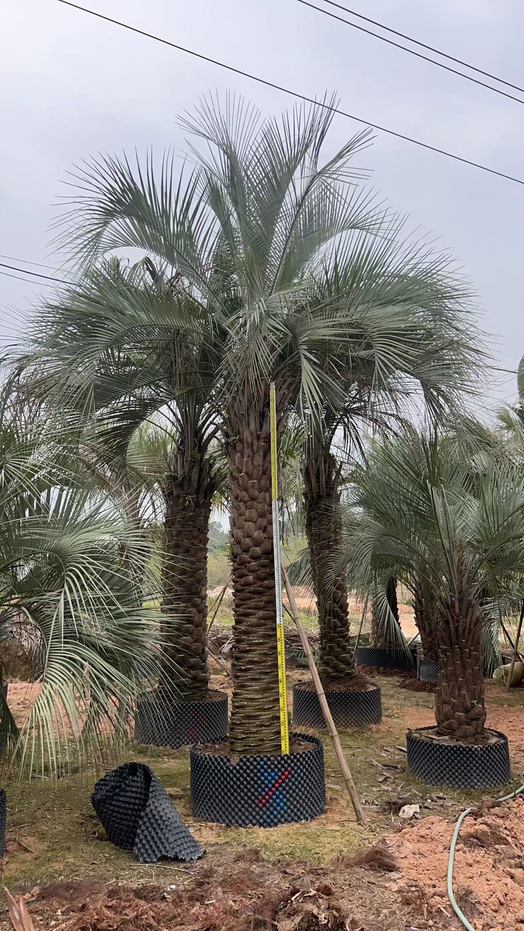 福建布迪椰子树批发 浙江布迪椰子价格 江苏布迪椰子供应