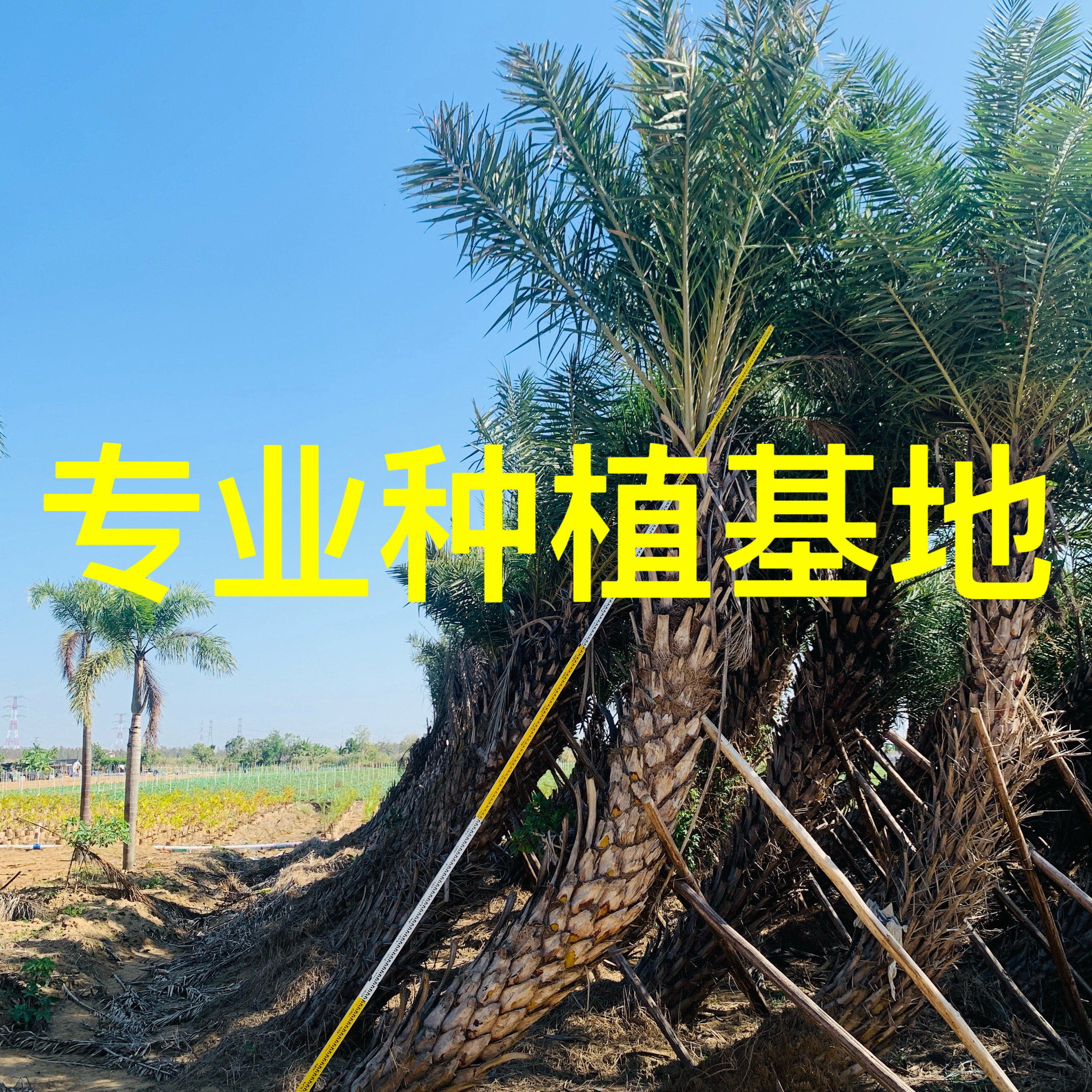 浙江中东海枣批发 弯杆银海枣价格 云南中东海枣 热带中东海枣树